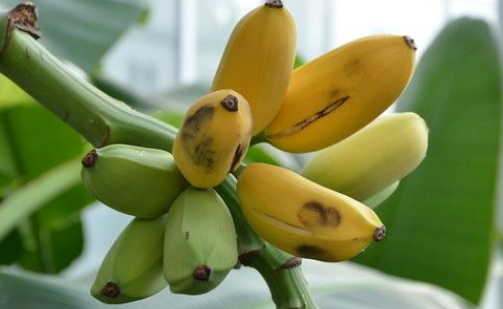 芭蕉树的果实能吃吗
