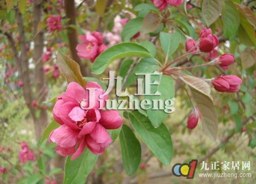 榆叶梅的功效与作用 榆叶梅的果实能吃吗