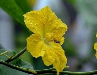 孕妇可以吃丝瓜花吗