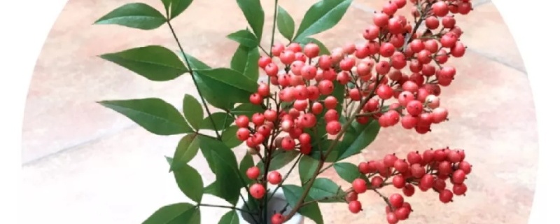 南天竹的果实可以吃吗，吃多少会中毒
