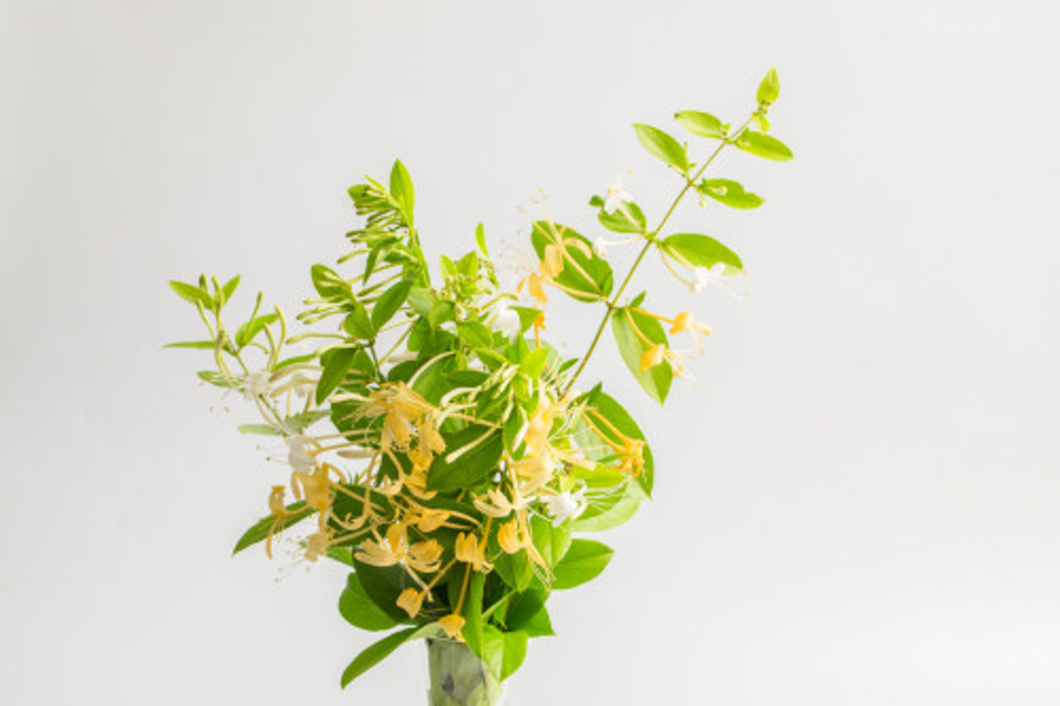 金银花可以吃吗，吃了有什么好处