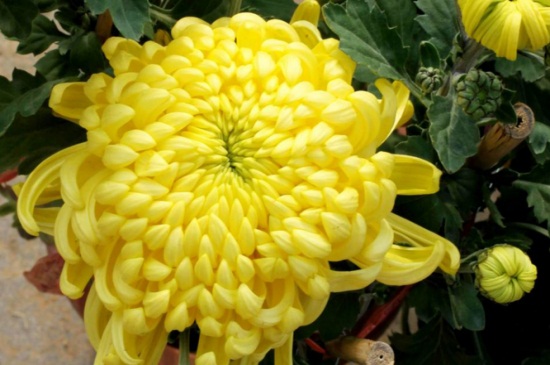 菊花可以打粉吃吗？可以吃/美容养颜抗衰老
