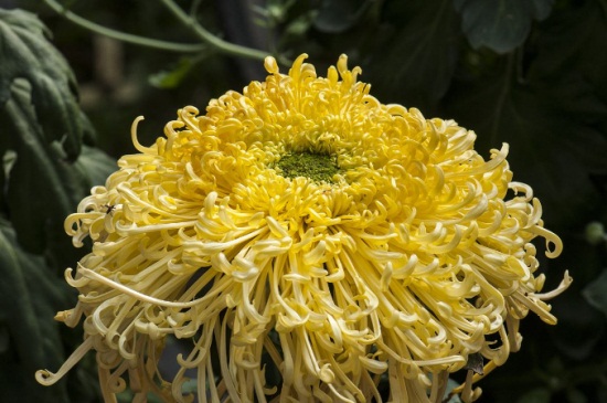菊花可以打粉吃吗？可以吃/美容养颜抗衰老