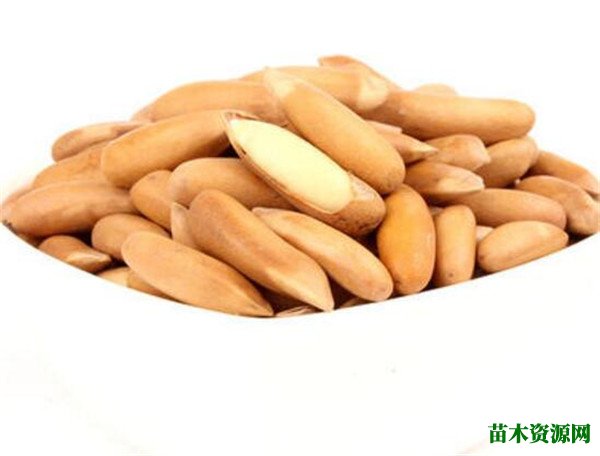 孕妇可以吃松子吗 松子油怎么洗掉