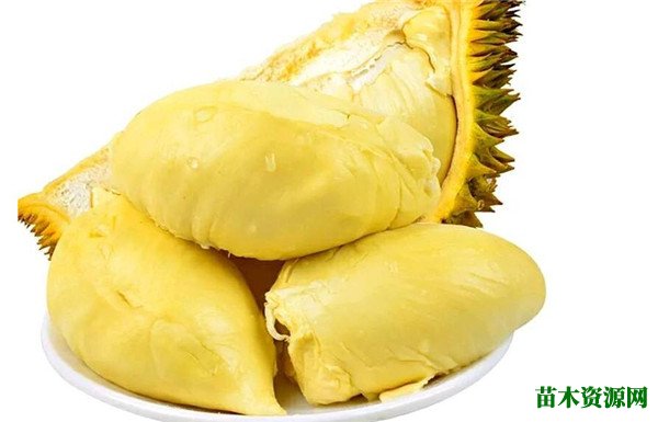 榴莲的核能吃吗 吃榴莲为什么流鼻血