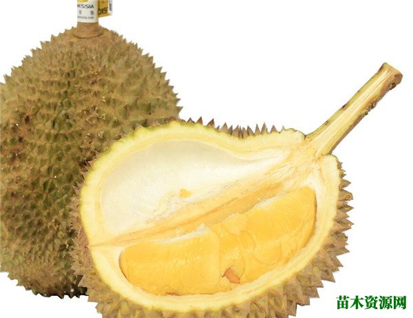榴莲的核能吃吗 吃榴莲为什么流鼻血