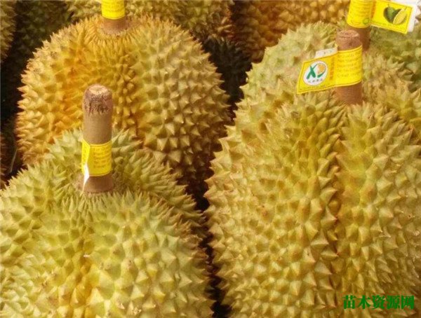 榴莲的核能吃吗 吃榴莲为什么流鼻血