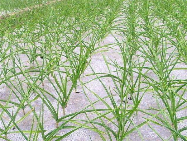 蒜苗的营养价值 孕妇可以吃蒜苗吗