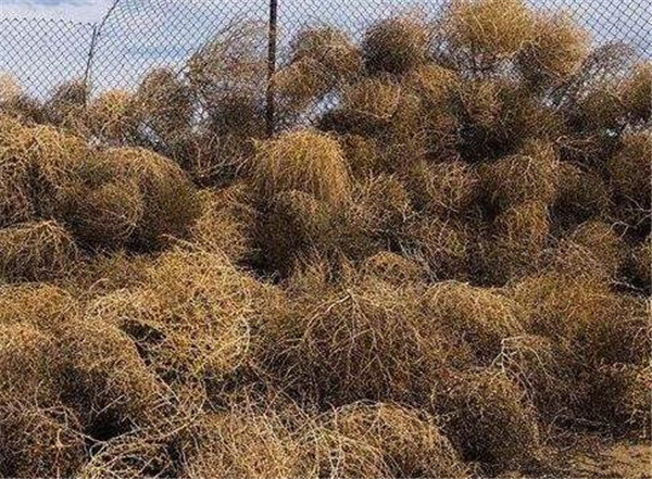 风滚草在中国叫什么 风滚草可以吃吗