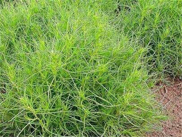 风滚草在中国叫什么 风滚草可以吃吗