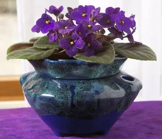 室内开花盆栽 扶桑樱草花四季橘橙