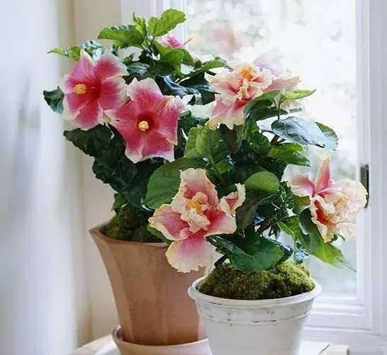 室内开花盆栽 扶桑樱草花四季橘橙