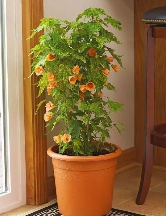 室内开花盆栽 扶桑樱草花四季橘橙