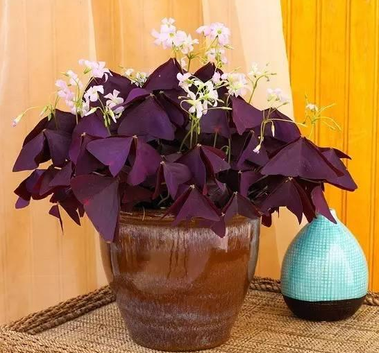 室内开花盆栽 扶桑樱草花四季橘橙
