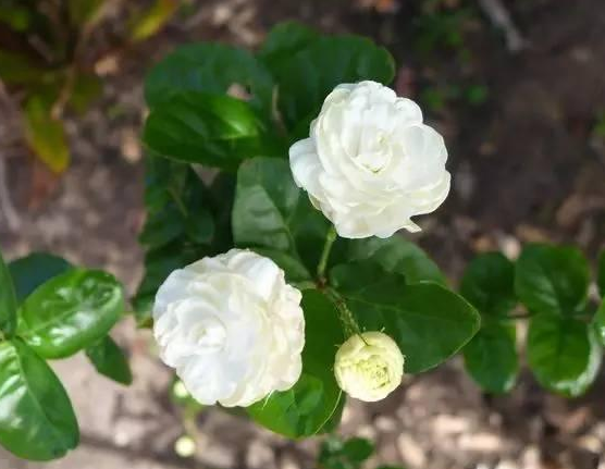 室内开花盆栽 扶桑樱草花四季橘橙