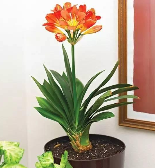 室内开花盆栽 扶桑樱草花四季橘橙