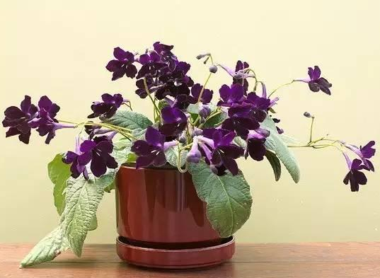 室内开花盆栽 扶桑樱草花四季橘橙