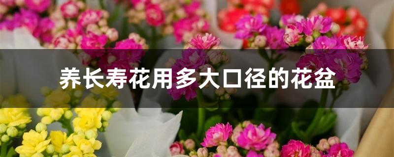 养长寿花用多大口径的花盆