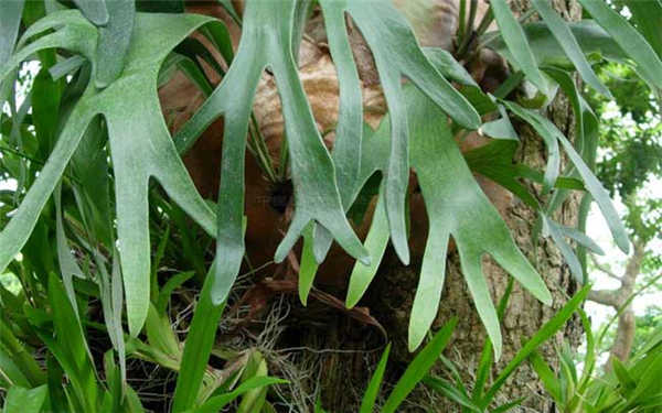 室内养什么植物好 最好养的绿植
