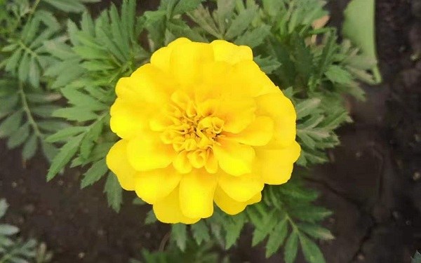 花盆换土最佳时间 什么时候换土好