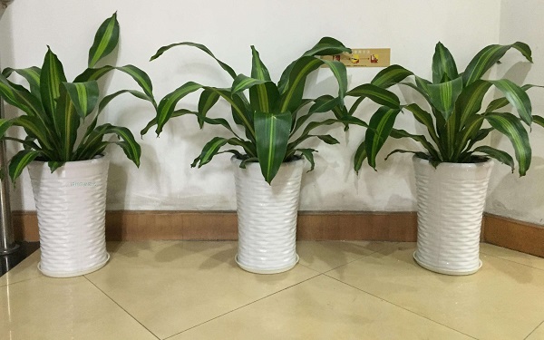 客厅摆放什么植物最好 这几款你一定要知道