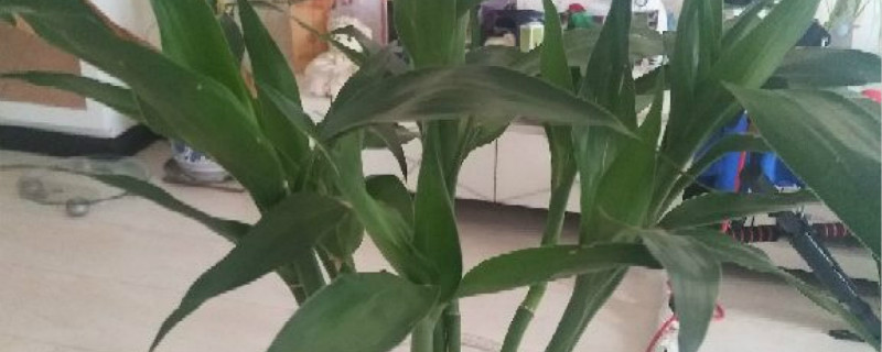 富贵竹怎么编出造型