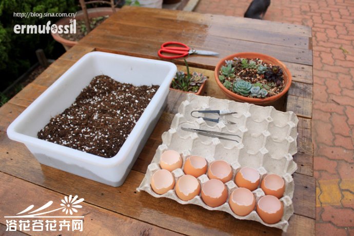 DIY-多肉植物-鸡蛋壳里种多肉植物