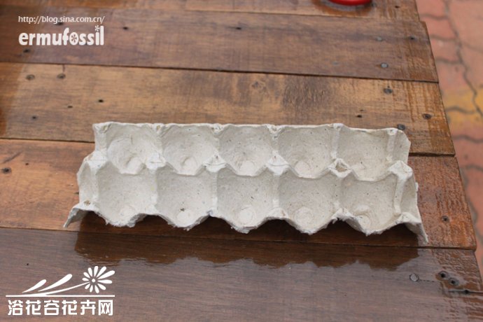 DIY-多肉植物-鸡蛋壳里种多肉植物