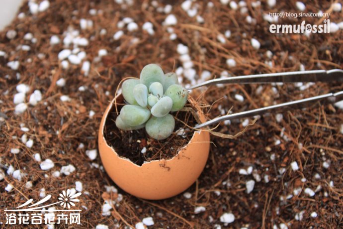 DIY-多肉植物-鸡蛋壳里种多肉植物
