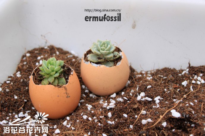 DIY-多肉植物-鸡蛋壳里种多肉植物