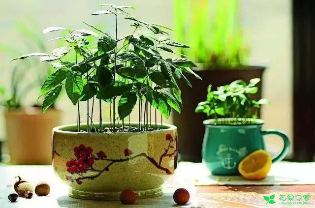 吃剩的果核有妙用，DIY收获小小盆栽