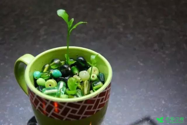 吃剩的果核有妙用，DIY收获小小盆栽