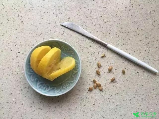 吃剩的果核有妙用，DIY收获小小盆栽