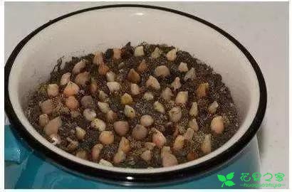 吃剩的果核有妙用，DIY收获小小盆栽
