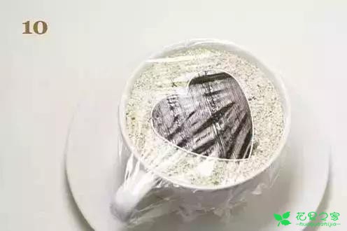 吃剩的果核有妙用，DIY收获小小盆栽