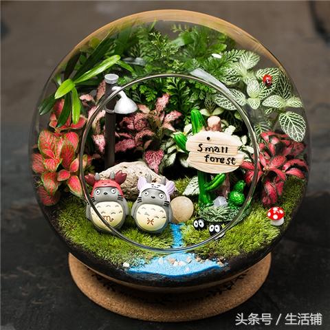 6个创意盆栽养护,点缀家居乐无穷!