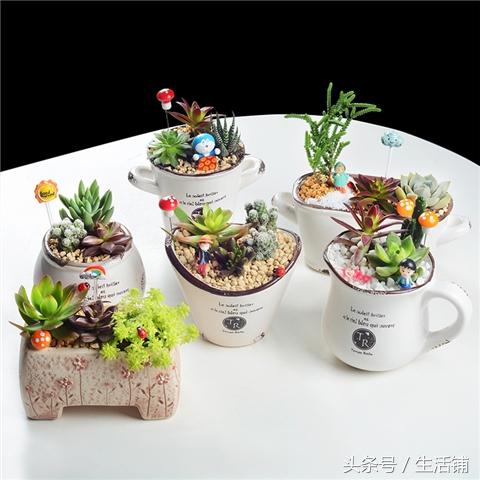 6个创意盆栽养护,点缀家居乐无穷!