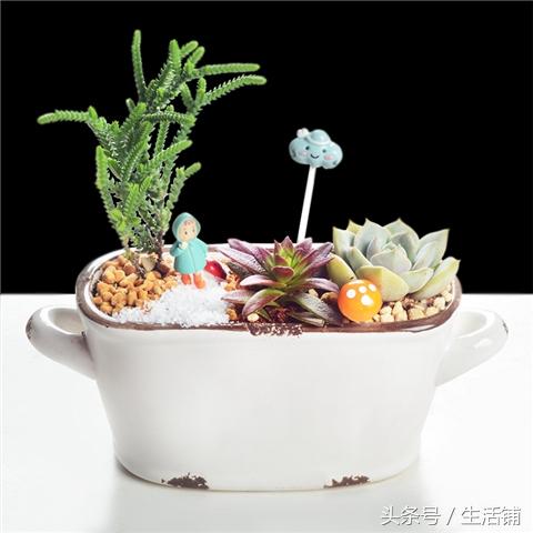 6个创意盆栽养护,点缀家居乐无穷!