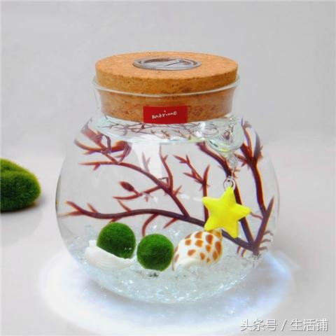 6个创意盆栽养护,点缀家居乐无穷!