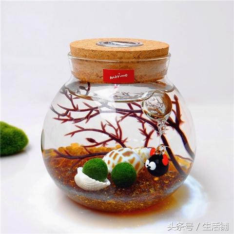 6个创意盆栽养护,点缀家居乐无穷!