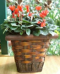 春節吉祥盆栽簡易DIY*