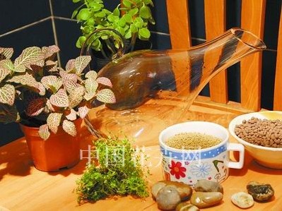 创意花礼点缀家居