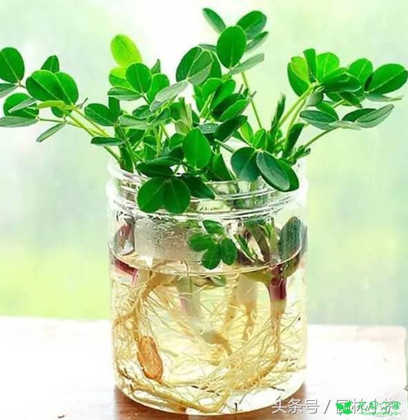果实创意盆栽，一个水杯再加点水就够了，有趣又悦目！ …