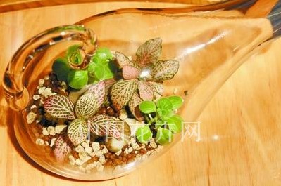 创意花礼点缀家居