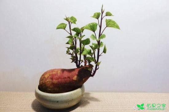 果实创意盆栽，一个水杯再加点水就够了，有趣又悦目！ …