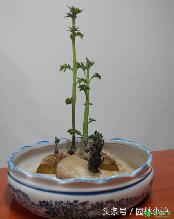 果实创意盆栽，一个水杯再加点水就够了，有趣又悦目！ …