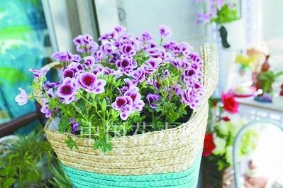 创意花礼点缀家居
