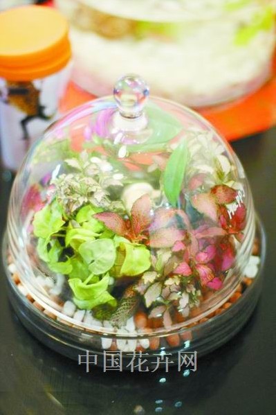 创意花礼点缀家居