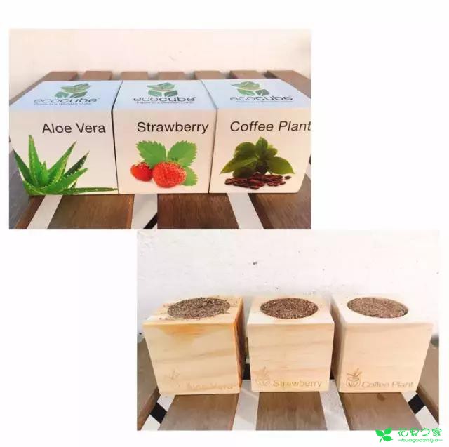 来自奥地利的创意盆栽，火遍新西兰，锻炼孩子的种植和欣赏本领 …