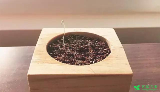 来自奥地利的创意盆栽，火遍新西兰，锻炼孩子的种植和欣赏本领 …